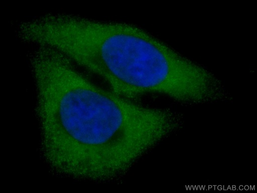 [CL488-60317-100UL] CoraLite®488-conjugated GOT1 Monoclonal antibody