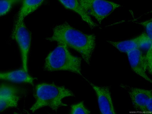 [CL488-60329-100UL] CoraLite®488-conjugated EEF1B2 Monoclonal antibody