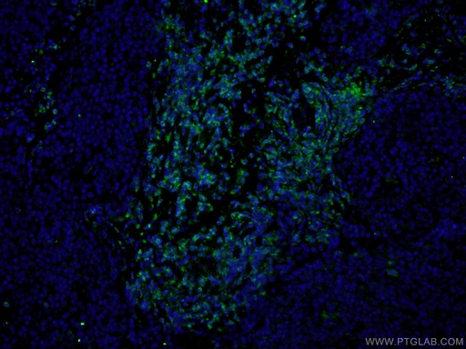 [CL488-60347-100UL] CoraLite®488-conjugated CD3 Gamma Monoclonal antibody