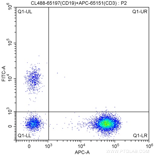 [CL488-65197-100TESTS] CoraLite®488 Anti-Human CD19 (4G7)