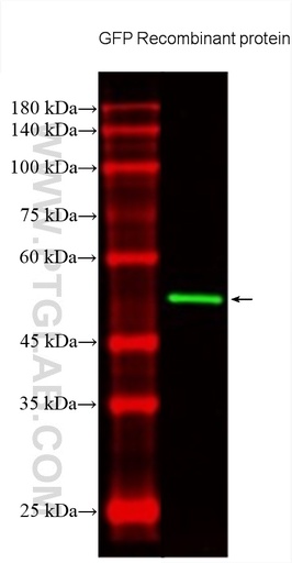 [CL488-66002-100UL] CoraLite®488-conjugated GFP tag Monoclonal antibody