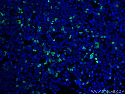 [CL488-66008-100UL] CoraLite®488-conjugated DYKDDDDK Monoclonal antibody (Binds to FLAG® tag epitope)
