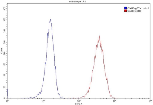 [CL488-66009-100UL] CoraLite®488-conjugated Beta Actin Monoclonal antibody