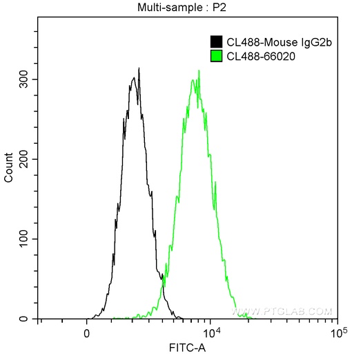 [CL488-66020-100UL] CoraLite®488-conjugated Bcl-XL Monoclonal antibody