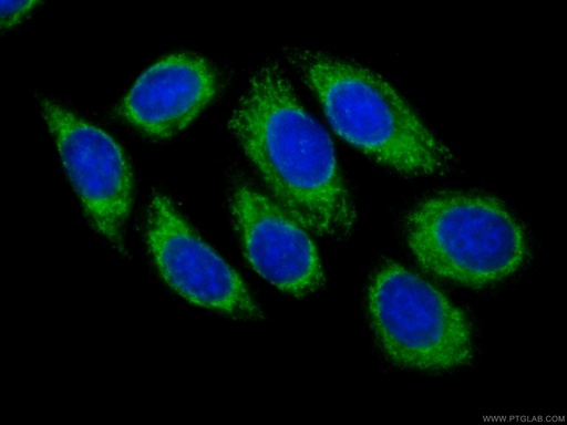 [CL488-66022-100UL] CoraLite®488-conjugated CYB5R3 Monoclonal antibody
