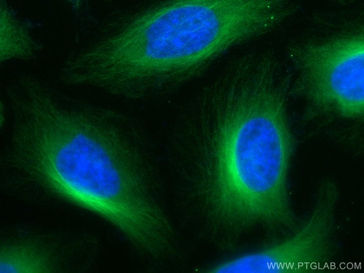[CL488-66031-100UL] CoraLite®488-conjugated Alpha Tubulin Monoclonal antibody