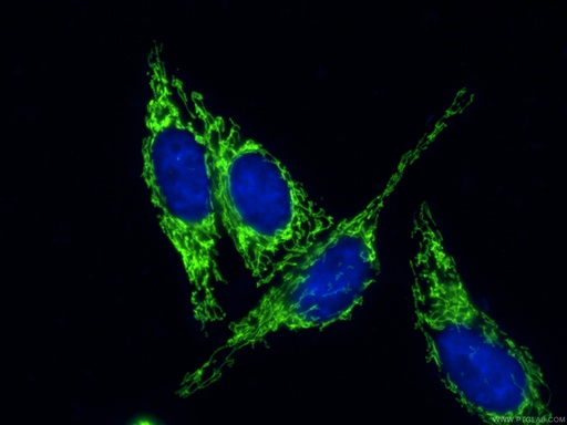 [CL488-66041-100UL] CoraLite®488-conjugated HSP60 Monoclonal antibody