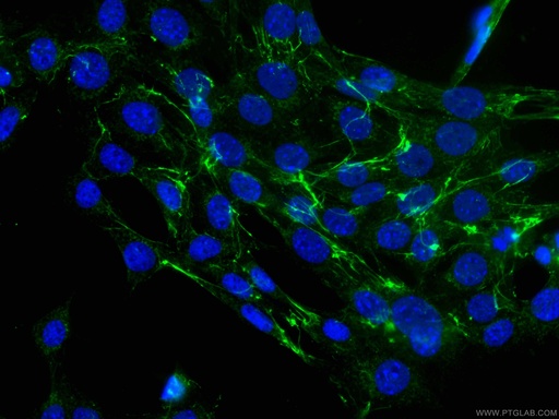 [CL488-66042-100UL] CoraLite®488-conjugated Fibronectin Monoclonal antibody