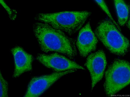 [CL488-66045-100UL] CoraLite®488-conjugated IA-2/PTPRN Monoclonal antibody