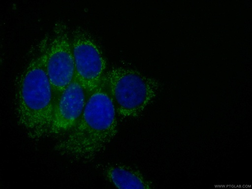 [CL488-66050-100UL] CoraLite®488-conjugated NDUFA4L2 Monoclonal antibody