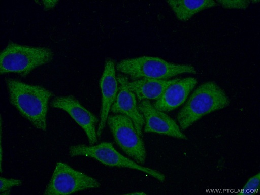 [CL488-66061-100UL] CoraLite®488-conjugated 14-3-3 Monoclonal antibody