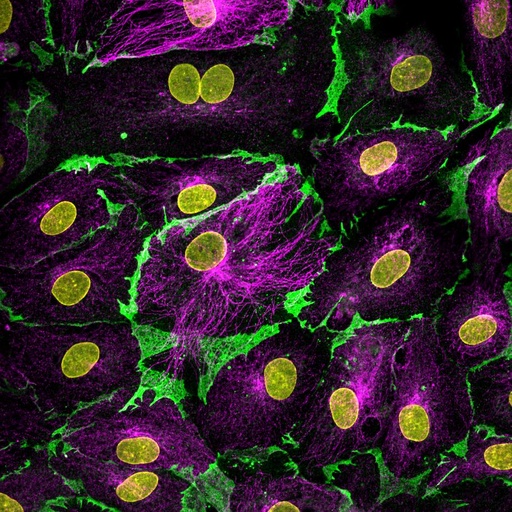 [CL488-66065-100UL] CoraLite®488-conjugated CD31 Monoclonal antibody