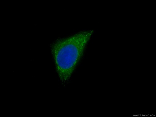 [CL488-66066-100UL] CoraLite®488-conjugated CAPZA1 Monoclonal antibody