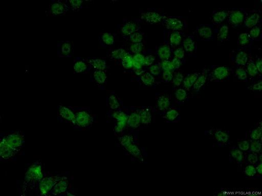 [CL488-66085-100UL] CoraLite®488-conjugated HDAC1 Monoclonal antibody