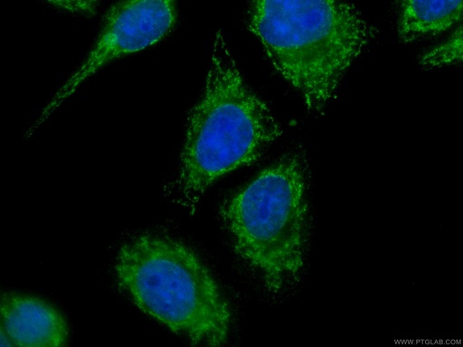 [CL488-66092-100UL] CoraLite®488-conjugated Melanophilin Monoclonal antibody