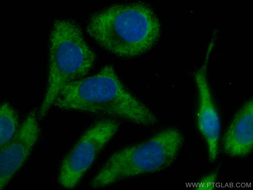 [CL488-66094-100UL] CoraLite®488-conjugated Fetuin-A Monoclonal antibody