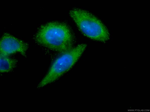 [CL488-66113-100UL] CoraLite®488-conjugated AFM Monoclonal antibody