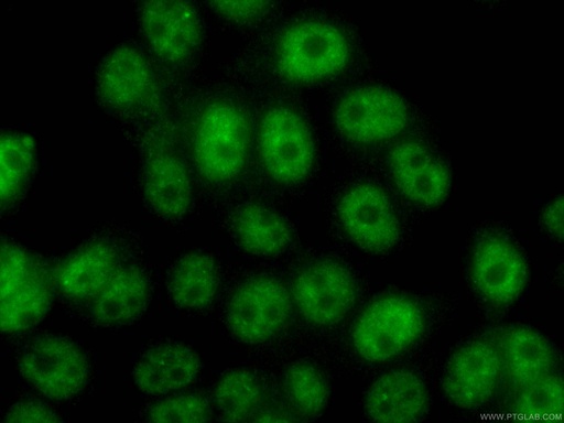 [CL488-66114-100UL] CoraLite®488-conjugated TFIP11 Monoclonal antibody