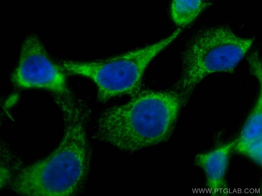 [CL488-66115-100UL] CoraLite®488-conjugated CSK Monoclonal antibody