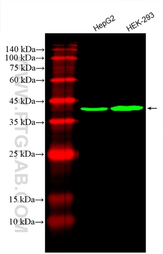 [CL488-66119-100UL] CoraLite®488-conjugated PDH E1 Alpha Monoclonal antibody