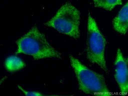 [CL488-66122-100UL] CoraLite®488-conjugated RAC1 Monoclonal antibody