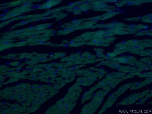 [CL488-66125-100UL] CoraLite®488-conjugated ACTC1-specific Monoclonal antibody
