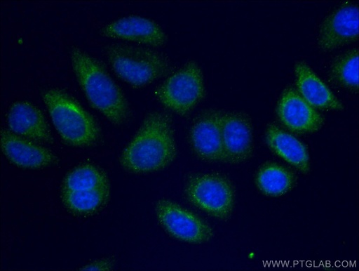 [CL488-66126-100UL] CoraLite®488-conjugated Alpha-2-Macroglobulin Monoclonal antibody