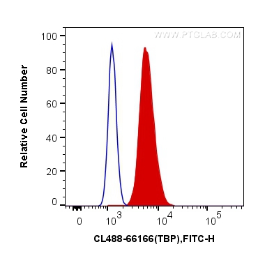 [CL488-66166-100UL] CoraLite®488-conjugated TBP Monoclonal antibody