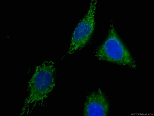 [CL488-66173-100UL] CoraLite®488-conjugated CNPY2, MSAP Monoclonal antibody