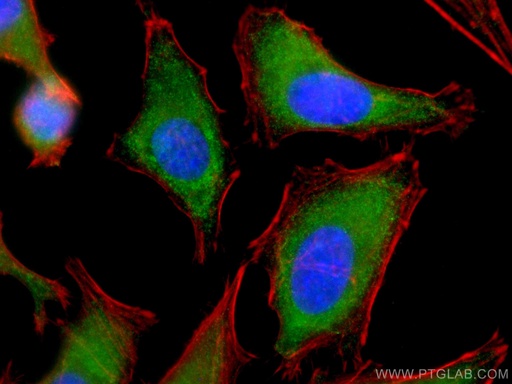 [CL488-66192-100UL] CoraLite®488-conjugated ERK1/2 Monoclonal antibody