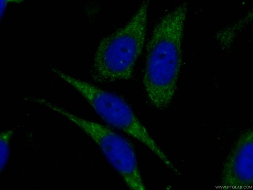 [CL488-66197-100UL] CoraLite®488-conjugated IDH1 Monoclonal antibody