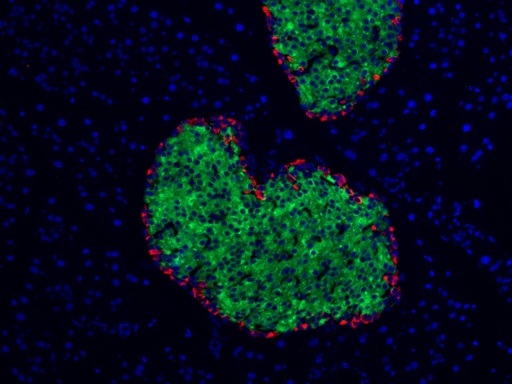 [CL488-66198-100UL] CoraLite®488-conjugated INS Monoclonal antibody