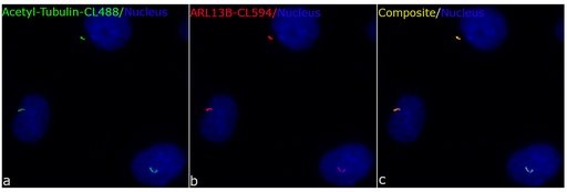[CL488-66200-100UL] CoraLite®488-conjugated acetylated Tubulin(Lys40) Monoclonal antibody