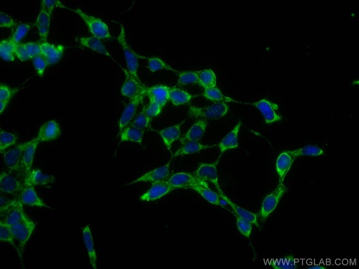 [CL488-66203-100UL] CoraLite®488-conjugated SERPINE2 Monoclonal antibody