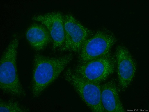 [CL488-66206-100UL] CoraLite®488-conjugated Apolipoprotein AI Monoclonal antibody