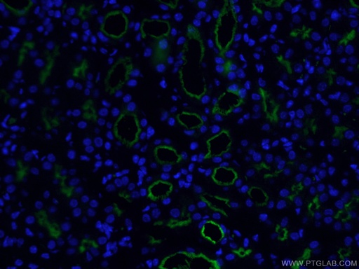 [CL488-66211-100UL] CoraLite®488-conjugated CD13 Monoclonal antibody