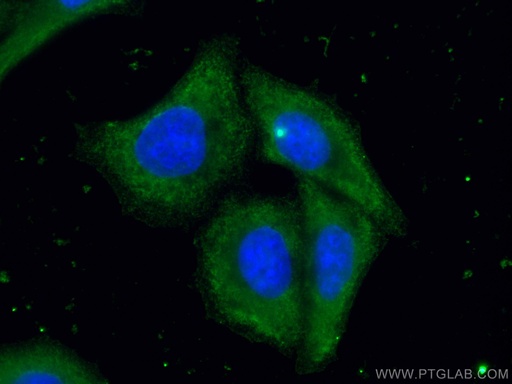 [CL488-66217-100UL] CoraLite®488-conjugated ORM2-Specific Monoclonal antibody