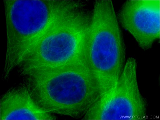 [CL488-66240-100UL] CoraLite®488-conjugated Beta Tubulin Monoclonal antibody