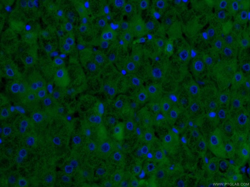 [CL488-66250-100UL] CoraLite®488-conjugated CRP Monoclonal antibody