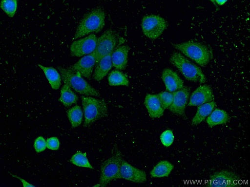 [CL488-66251-100UL] CoraLite®488-conjugated 14-3-3 Sigma Monoclonal antibody