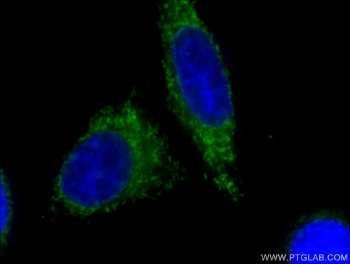 [CL488-66264-100UL] CoraLite®488-conjugated Cytochrome c Monoclonal antibody