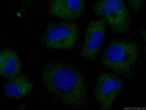 [CL488-66266-100UL] CoraLite®488-conjugated SRPX2 Monoclonal antibody