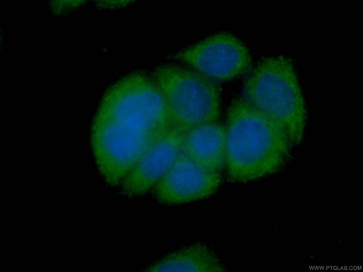 [CL488-66277-100UL] CoraLite®488-conjugated CAPG Monoclonal antibody