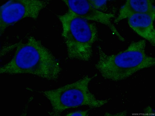 [CL488-66278-100UL] CoraLite®488-conjugated CDK6 Monoclonal antibody