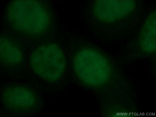 [CL488-66281-100UL] CoraLite®488-conjugated YY1 Monoclonal antibody