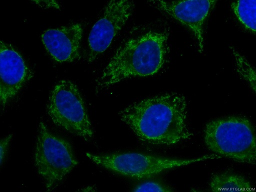 [CL488-66302-100UL] CoraLite®488-conjugated CHCHD2 Monoclonal antibody