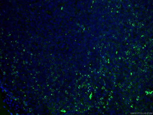 [CL488-66308-100UL] CoraLite®488-conjugated CD27 Monoclonal antibody