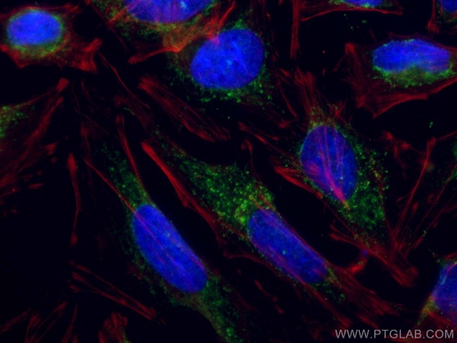 [CL488-66310-100UL] CoraLite®488-conjugated TRAF3 Monoclonal antibody