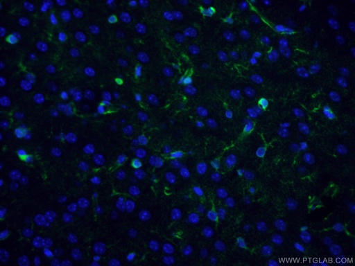 [CL488-66323-100UL] CoraLite®488-conjugated Glutamine Synthetase Monoclonal antibody