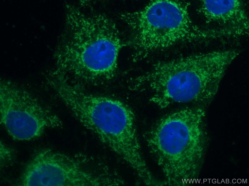 [CL488-66328-100UL] CoraLite®488-conjugated SFRP2 Monoclonal antibody